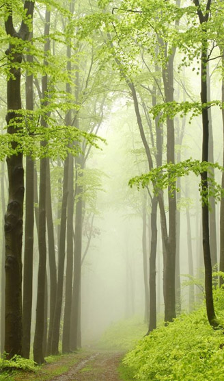 Wald im Nebel